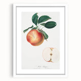 Romantic Art Prints: Apple Illustration from Pomona Italiana