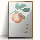 Romantic Art Prints: Apple Illustration from Pomona Italiana