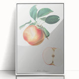 Romantic Art Prints: Apple Illustration from Pomona Italiana