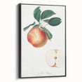 Romantic Art Prints: Apple Illustration from Pomona Italiana
