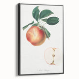 Romantic Art Prints: Apple Illustration from Pomona Italiana