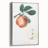 Romantic Art Prints: Apple Illustration from Pomona Italiana