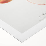 Romantic Art Prints: Apple Illustration from Pomona Italiana