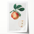 Romantic Art Prints: Apple Illustration from Pomona Italiana
