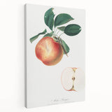 Romantic Art Prints: Apple Illustration from Pomona Italiana