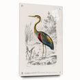 Romantic Art Prints: Purple Heron by Charles Dessalines d'Orbigny