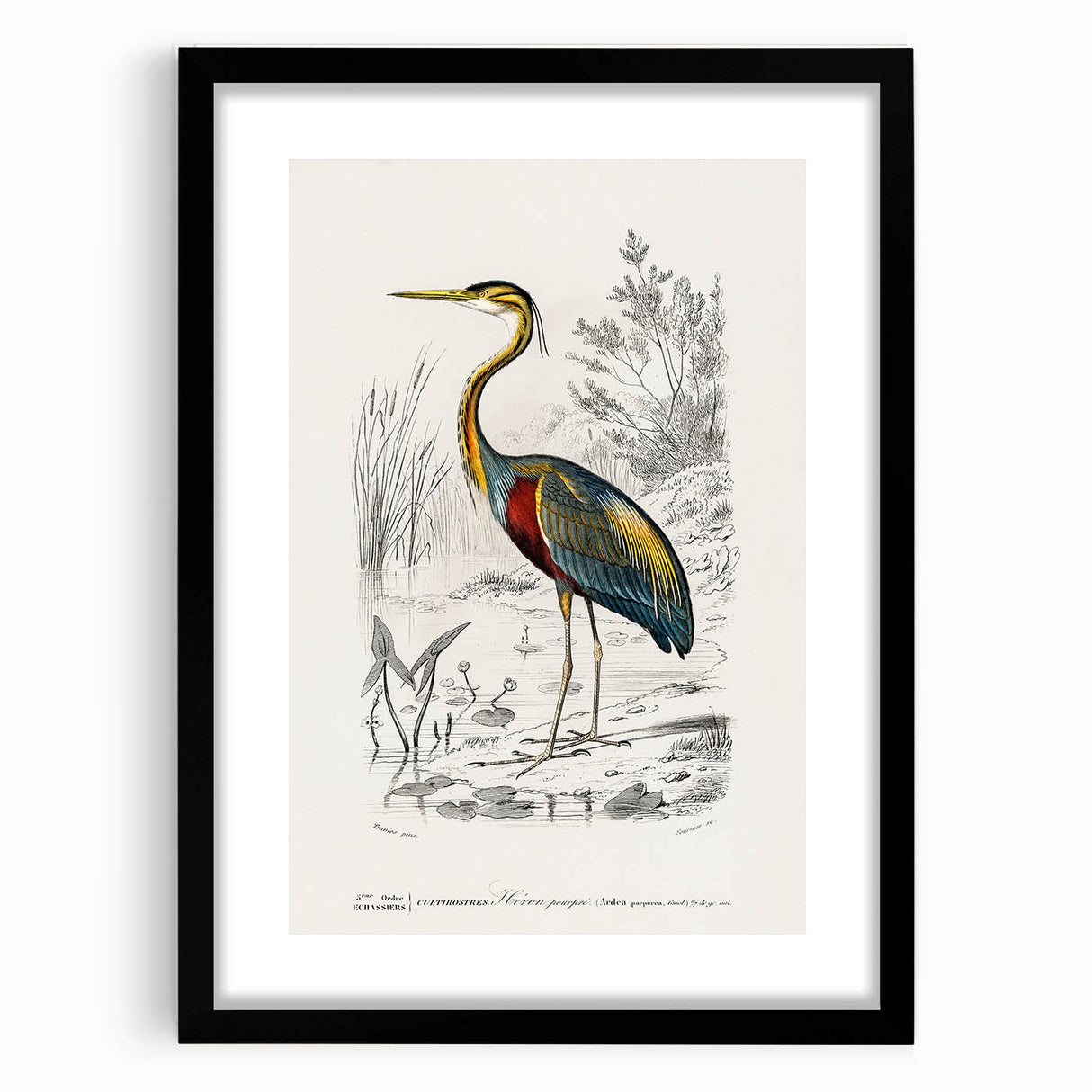 Romantic Art Prints: Purple Heron by Charles Dessalines d'Orbigny