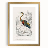 Romantic Art Prints: Purple Heron by Charles Dessalines d'Orbigny