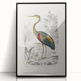 Romantic Art Prints: Purple Heron by Charles Dessalines d'Orbigny