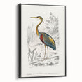 Romantic Art Prints: Purple Heron by Charles Dessalines d'Orbigny