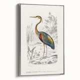 Romantic Art Prints: Purple Heron by Charles Dessalines d'Orbigny