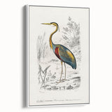 Romantic Art Prints: Purple Heron by Charles Dessalines d'Orbigny