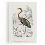 Romantic Art Prints: Purple Heron by Charles Dessalines d'Orbigny