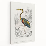 Romantic Art Prints: Purple Heron by Charles Dessalines d'Orbigny