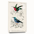 Romantic Art Prints: Vibrant Hummingbirds by Charles Dessalines d'Orbigny