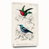 Romantic Art Prints: Vibrant Hummingbirds by Charles Dessalines d'Orbigny