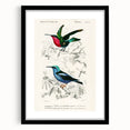 Romantic Art Prints: Vibrant Hummingbirds by Charles Dessalines d'Orbigny