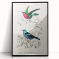 Romantic Art Prints: Vibrant Hummingbirds by Charles Dessalines d'Orbigny
