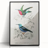 Romantic Art Prints: Vibrant Hummingbirds by Charles Dessalines d'Orbigny