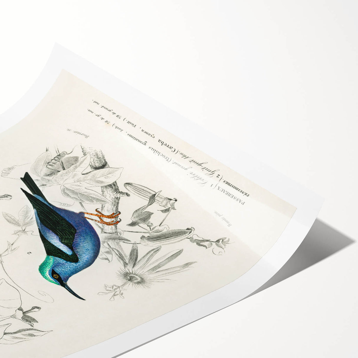 Romantic Art Prints: Vibrant Hummingbirds by Charles Dessalines d'Orbigny