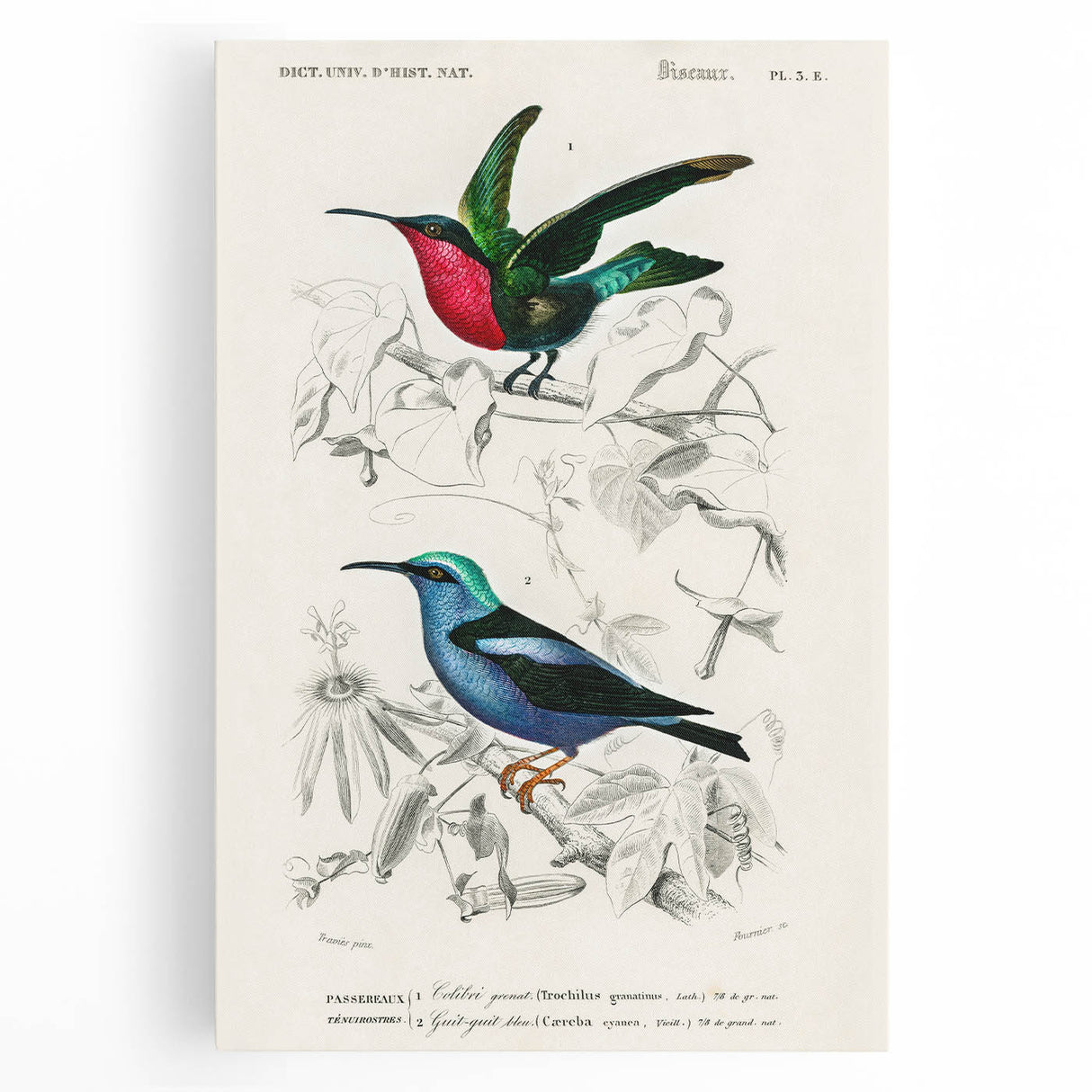 Romantic Art Prints: Vibrant Hummingbirds by Charles Dessalines d'Orbigny