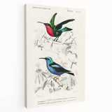 Romantic Art Prints: Vibrant Hummingbirds by Charles Dessalines d'Orbigny