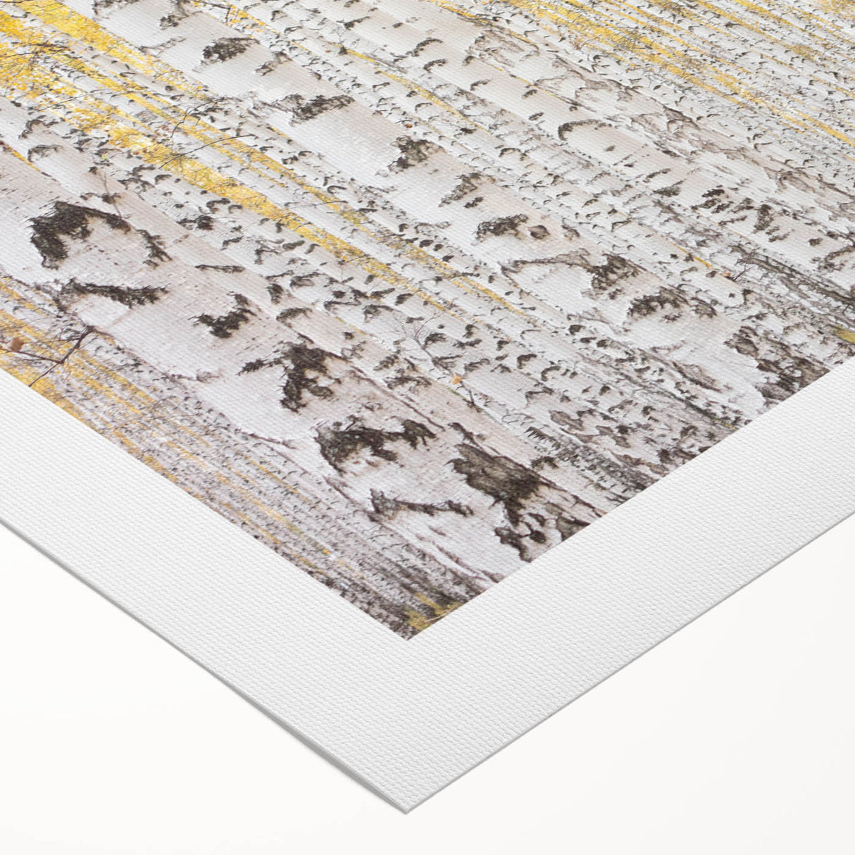 Serene Birch Forest Wall Art – Nature Canvas for Living Room