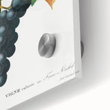 Neoclassical Art Print of Grape Vine by Redouté - Botanical Wall Art
