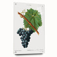 Neoclassical Art Print of Grape Vine by Redouté - Botanical Wall Art