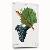 Neoclassical Art Print of Grape Vine by Redouté - Botanical Wall Art