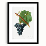 Neoclassical Art Print of Grape Vine by Redouté - Botanical Wall Art