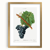 Neoclassical Art Print of Grape Vine by Redouté - Botanical Wall Art