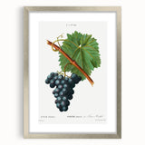 Neoclassical Art Print of Grape Vine by Redouté - Botanical Wall Art