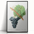 Neoclassical Art Print of Grape Vine by Redouté - Botanical Wall Art