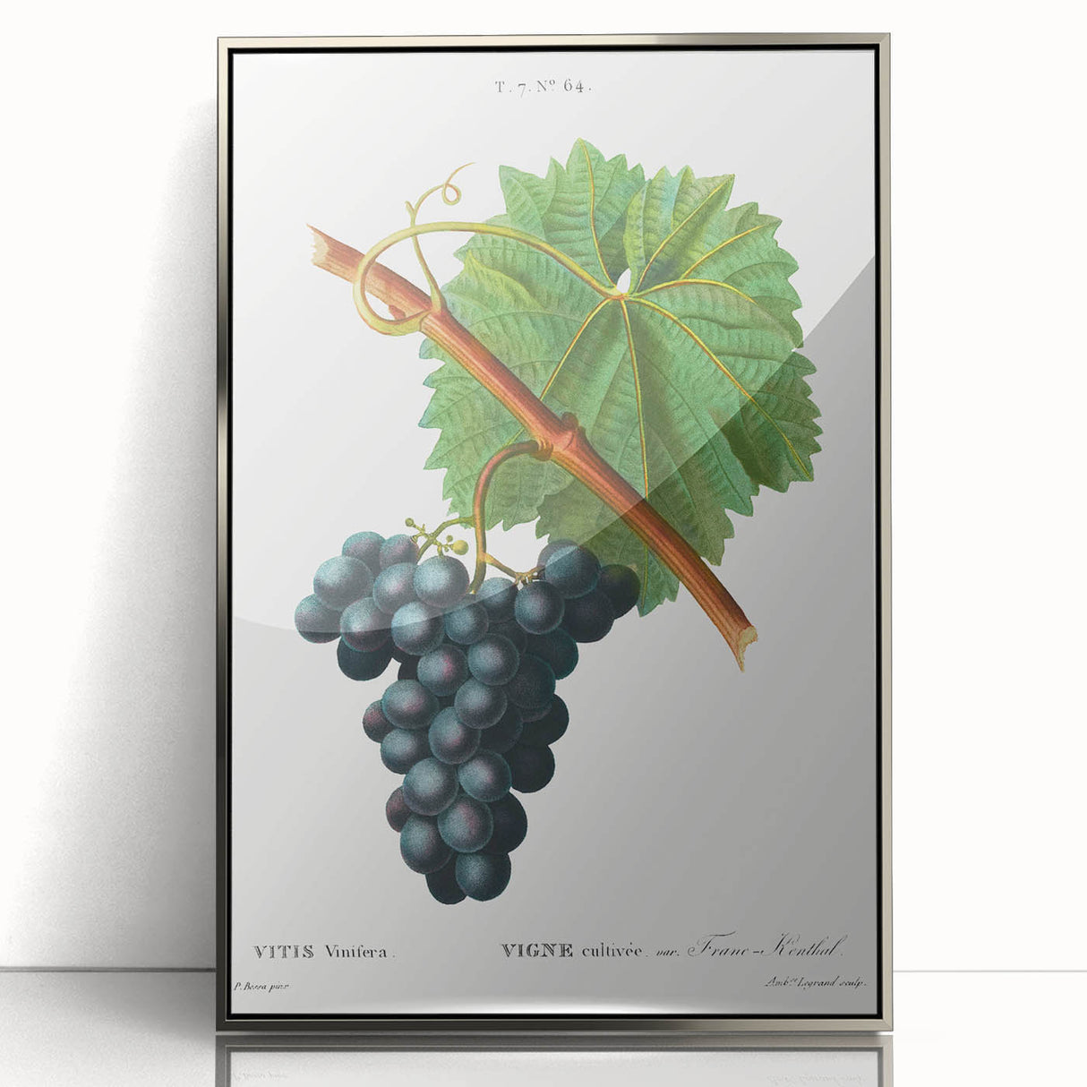 Neoclassical Art Print of Grape Vine by Redouté - Botanical Wall Art