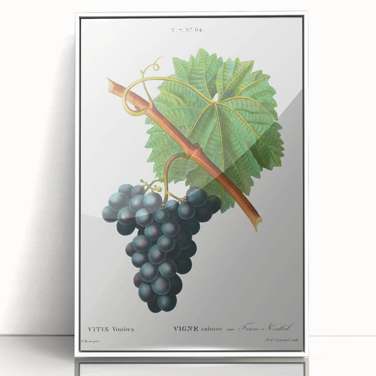 Neoclassical Art Print of Grape Vine by Redouté - Botanical Wall Art