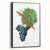 Neoclassical Art Print of Grape Vine by Redouté - Botanical Wall Art