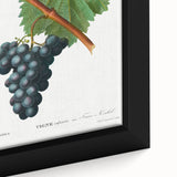 Neoclassical Art Print of Grape Vine by Redouté - Botanical Wall Art