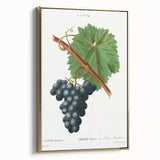 Neoclassical Art Print of Grape Vine by Redouté - Botanical Wall Art