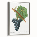 Neoclassical Art Print of Grape Vine by Redouté - Botanical Wall Art