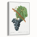 Neoclassical Art Print of Grape Vine by Redouté - Botanical Wall Art