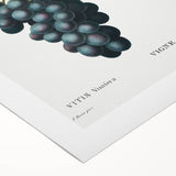 Neoclassical Art Print of Grape Vine by Redouté - Botanical Wall Art