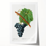 Neoclassical Art Print of Grape Vine by Redouté - Botanical Wall Art