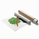 Neoclassical Art Print of Grape Vine by Redouté - Botanical Wall Art