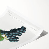 Neoclassical Art Print of Grape Vine by Redouté - Botanical Wall Art