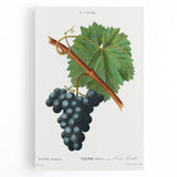 Neoclassical Art Print of Grape Vine by Redouté - Botanical Wall Art