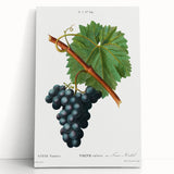 Neoclassical Art Print of Grape Vine by Redouté - Botanical Wall Art