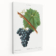 Neoclassical Art Print of Grape Vine by Redouté - Botanical Wall Art