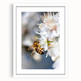 Abstract art print featuring swirling spring colors on a white framed canvas, ideal for dining room decor.