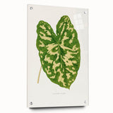 Caladium Pictum Leaf - Romanticism Botanical Canvas Wall Art
